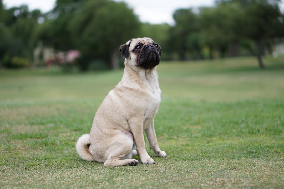 DM in Pugs