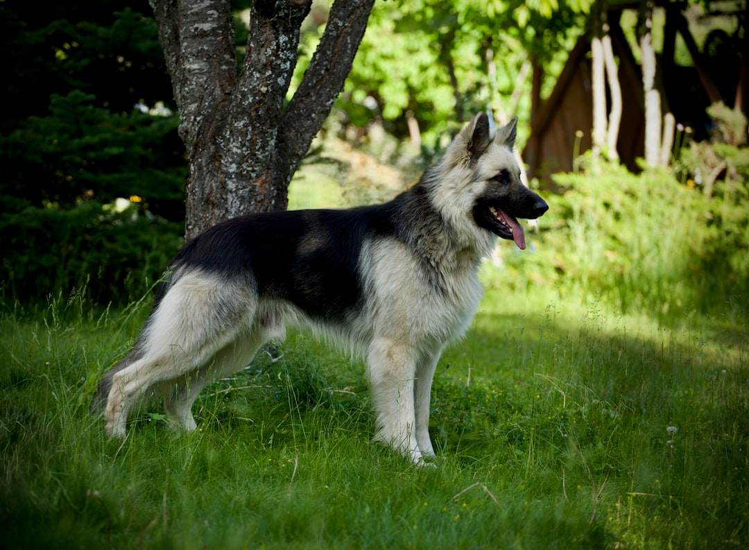 DM in Siberian Huskies