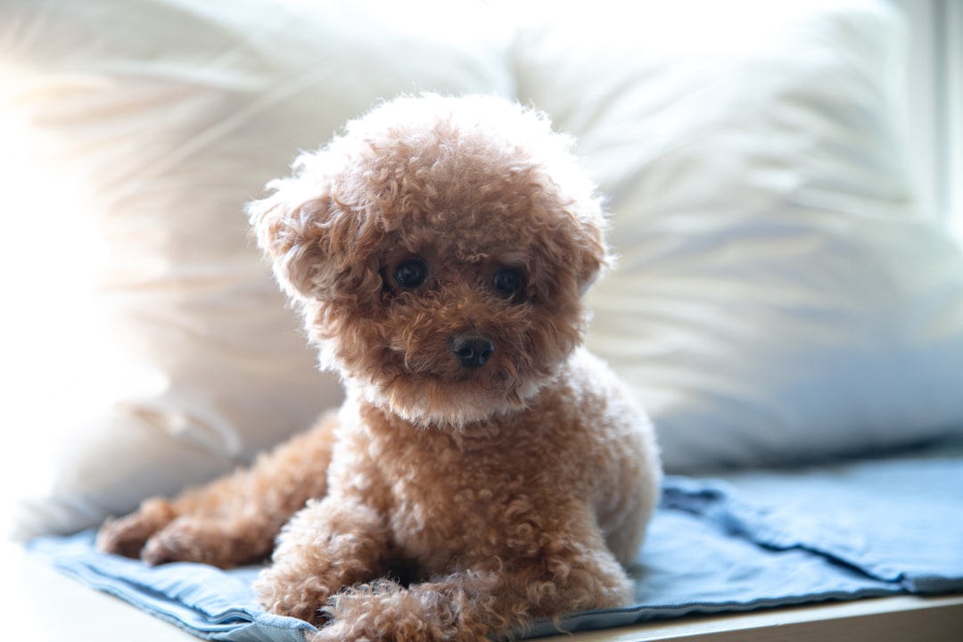 DM in Standard and Miniature Poodles