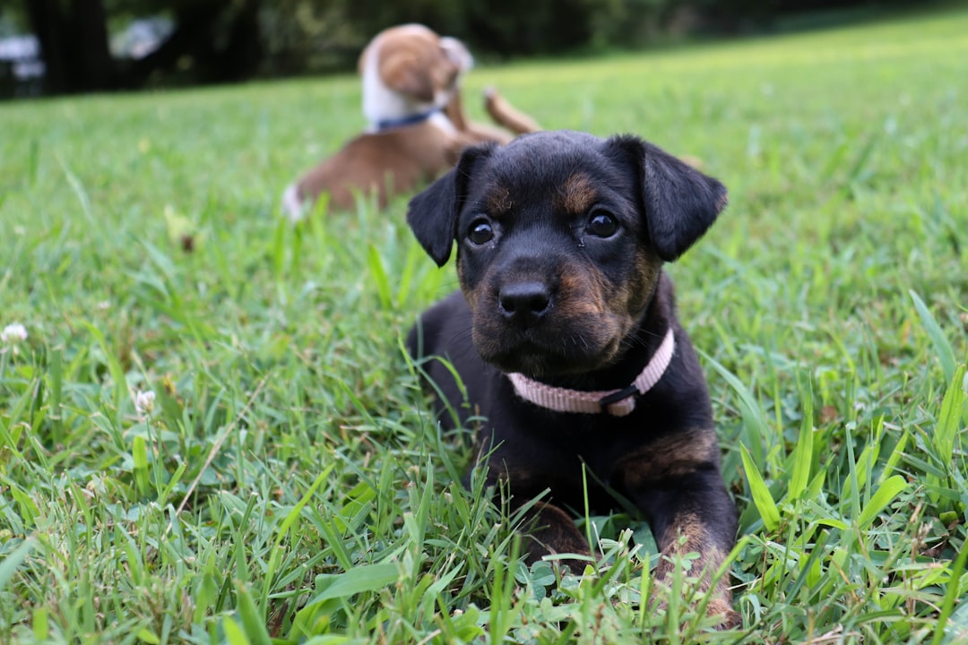 DM in Wire Fox Terriers