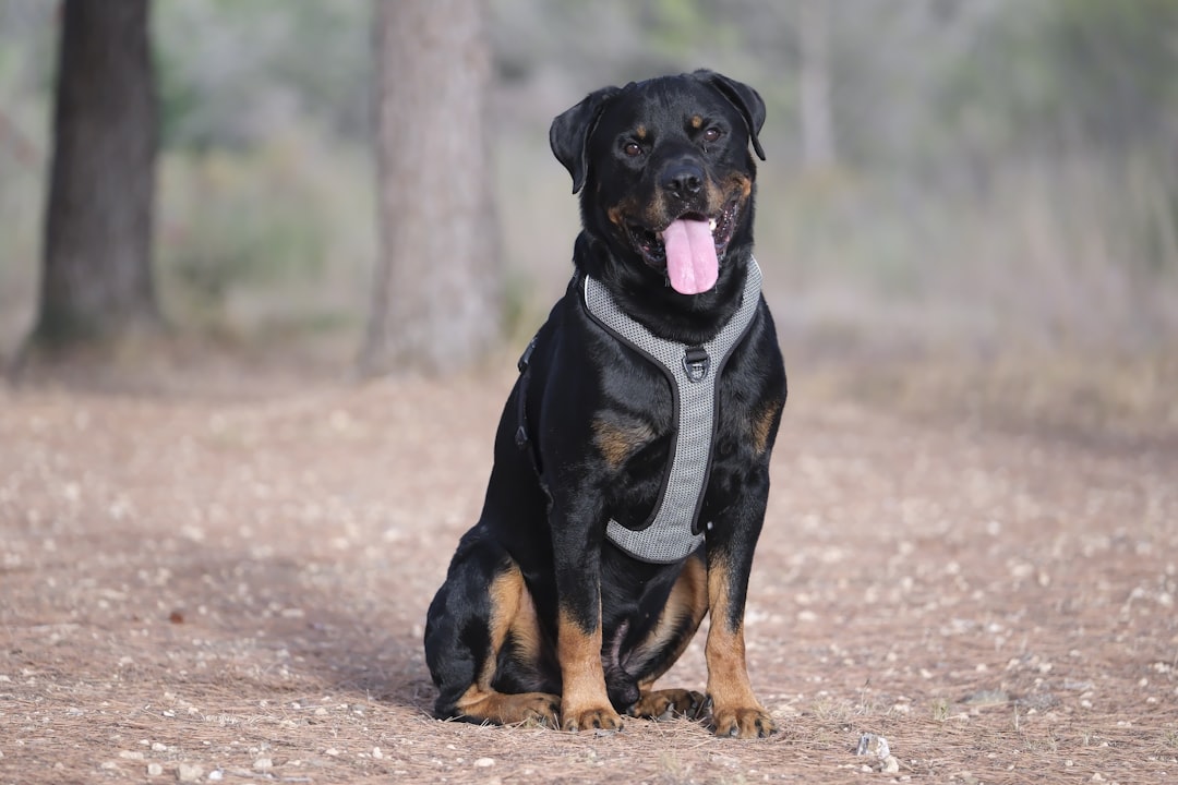DM Plus Canine Cognitive Dysfunction (Dementia)