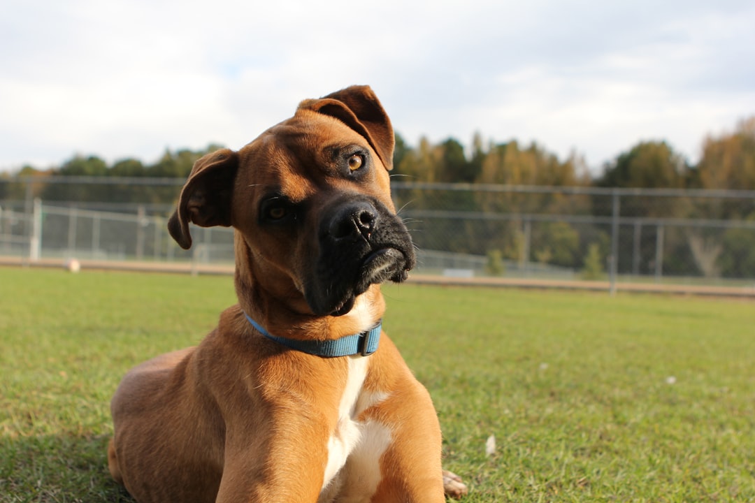 DM Plus IVDD: When a Dog Has Both