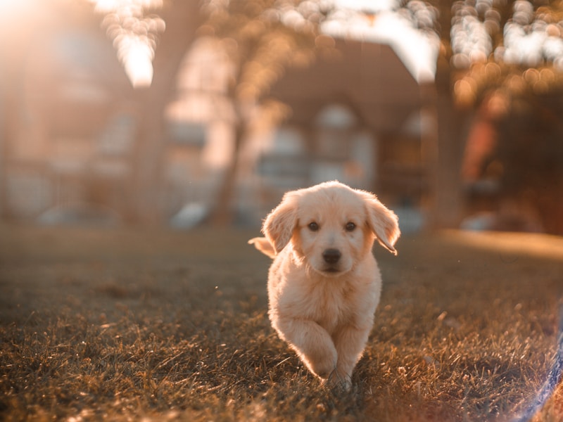 Degenerative Myelopathy in Dogs: Stages, Timeline, and What to Expect