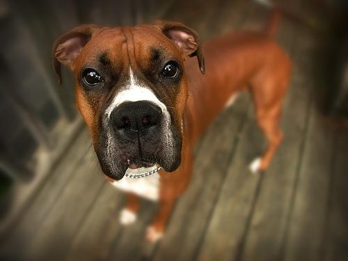 DM vs. Arthritis in Dogs: How to Tell the Difference