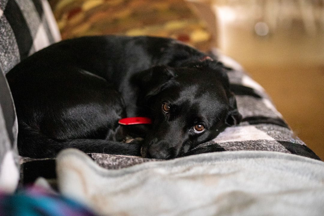 Doberman IVDD and Wobbler Syndrome: The Overlap