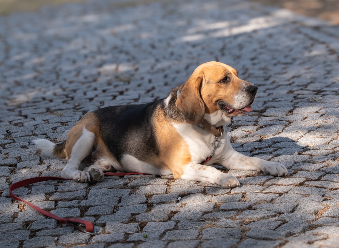 Dog Back Brace for IVDD: Does It Help?