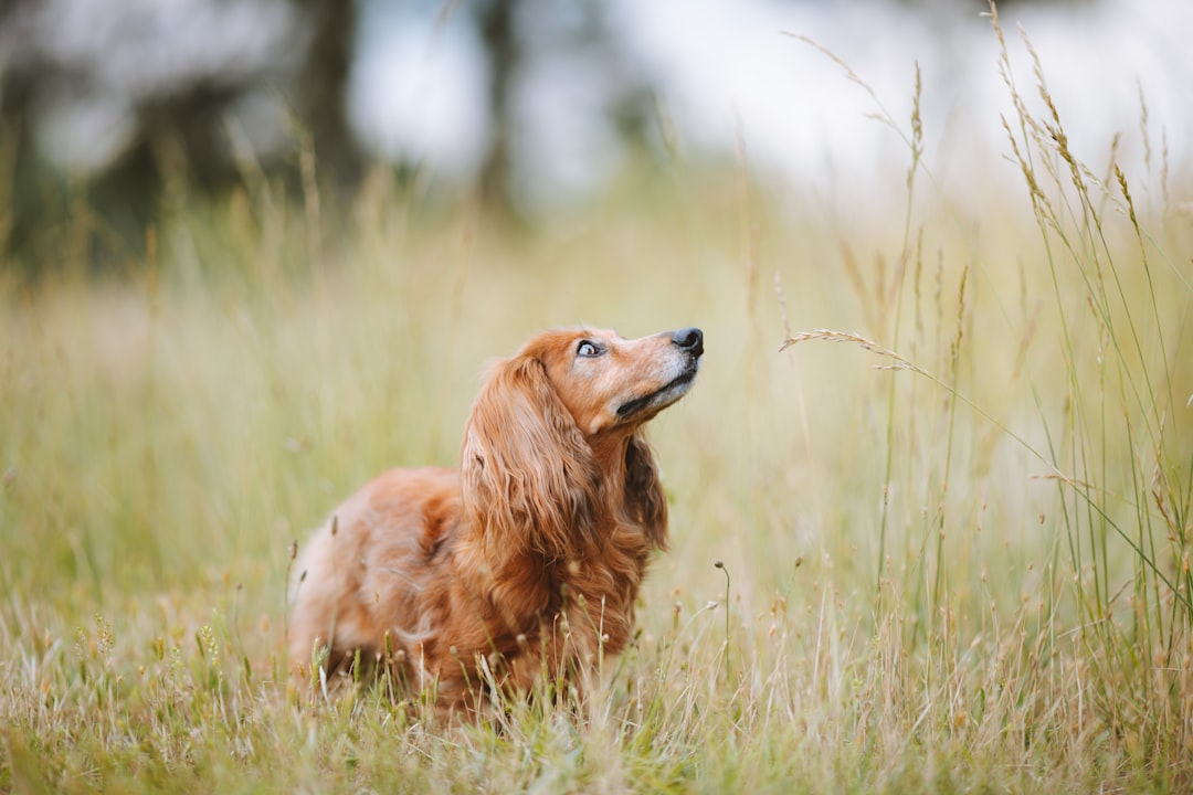 Dog Back Pain: Causes, Symptoms, and When to See a Vet