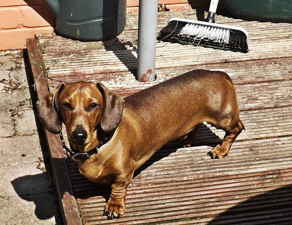 Dog Dragging Back Legs: Causes, Urgency & What to Do