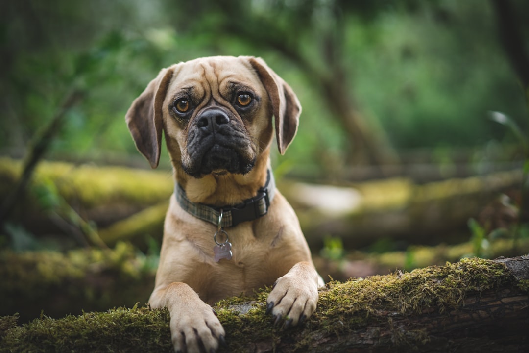 Dog Limping on a Back Leg With No Pain