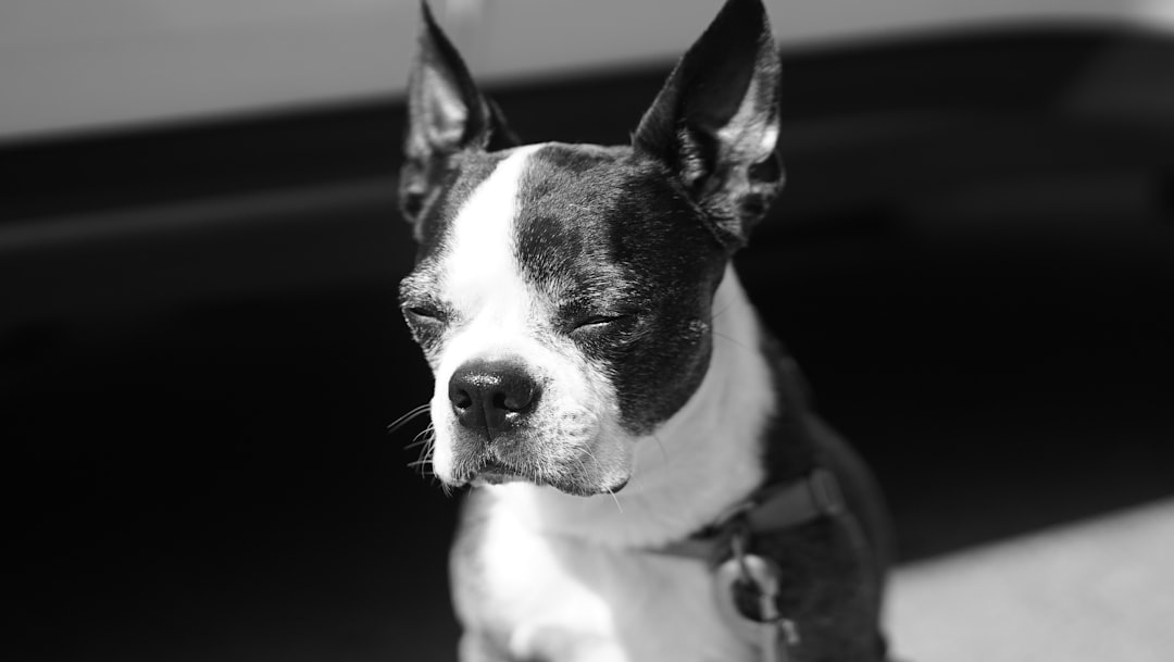 Dog Walkers, Sitters, and DM: Finding Help Who Gets It