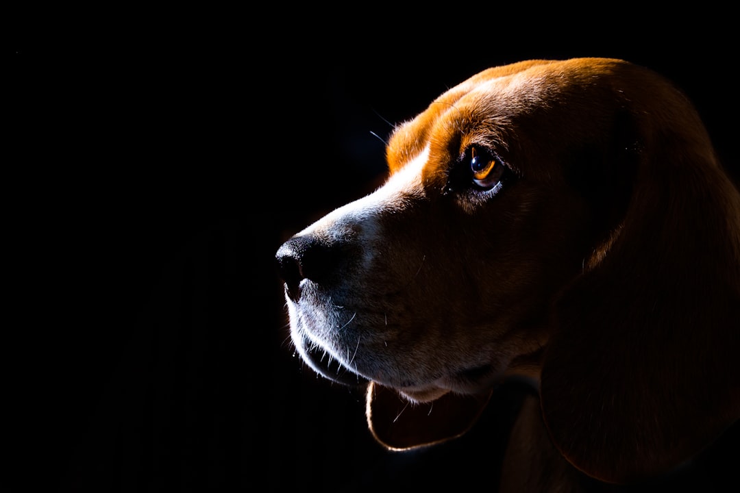 Dog Wheelchairs for Front Legs: When They Help
