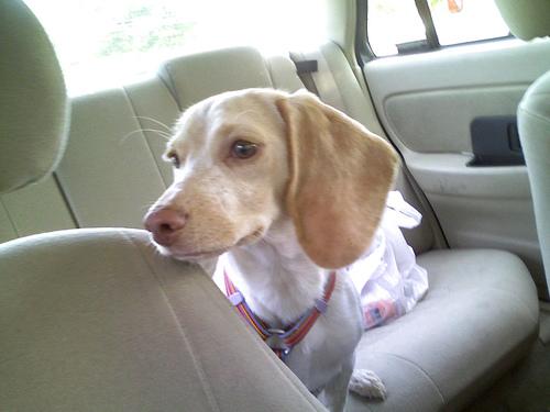 Drag Bags for Paralyzed Dogs: When to Use One & Best Picks