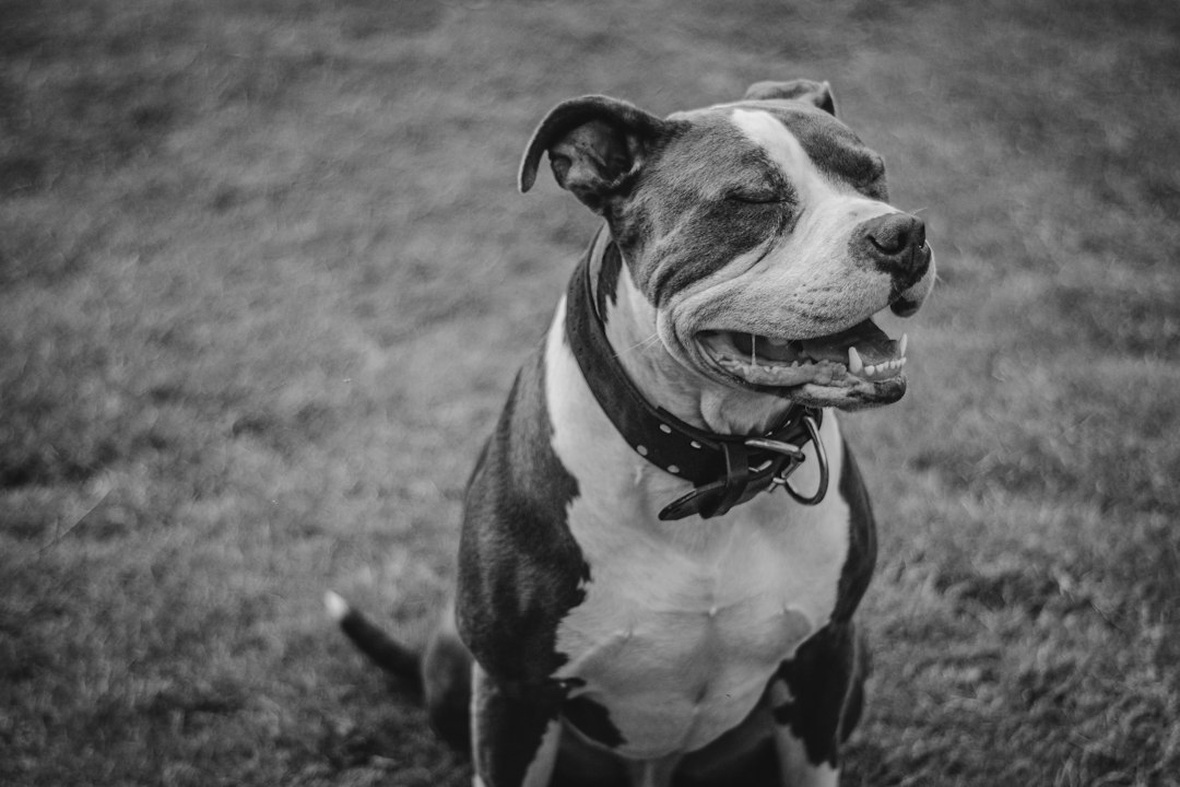 Emergency Vet Visits for a DM Dog: When to Go, What to Bring