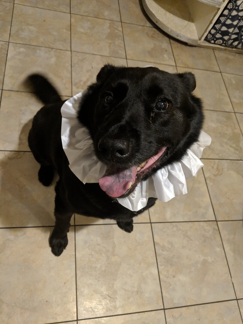 Exercise After Dog Amputation: A Safe Plan