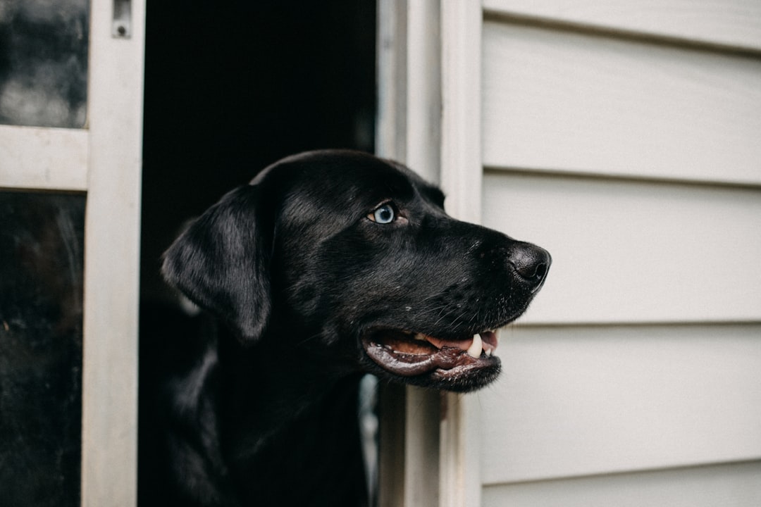 FCE in Dogs: The Spinal Stroke Nobody Expects