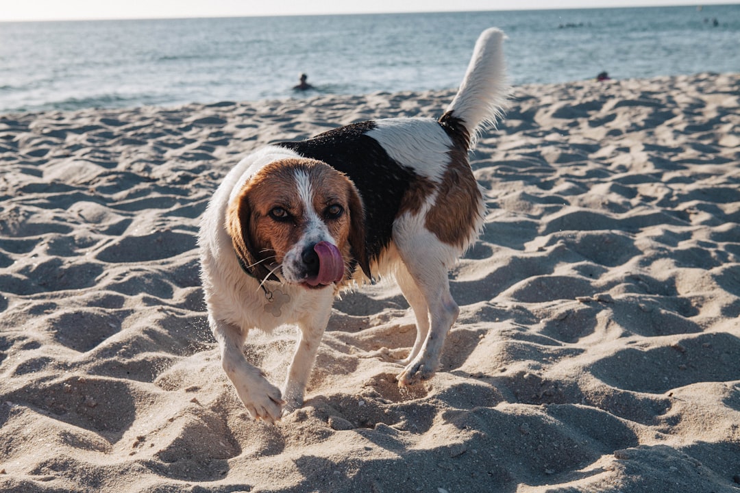 Finding Low-Cost Vet Care in Your State: How to Search