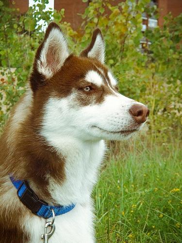 Best Flooring & Home Safety for Tripod Dogs