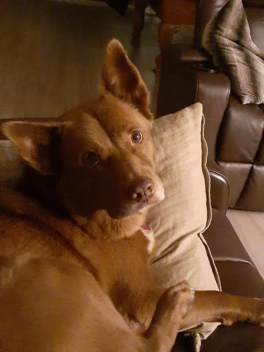 Best Flooring & Traction for DM Dogs: What Actually Helps
