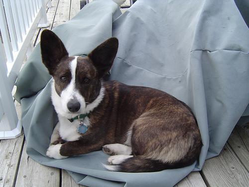 Best Flooring & Traction for IVDD Dogs