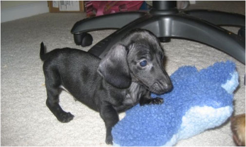 French Bulldog IVDD: Why Frenchies Are at Risk & What to Watch For