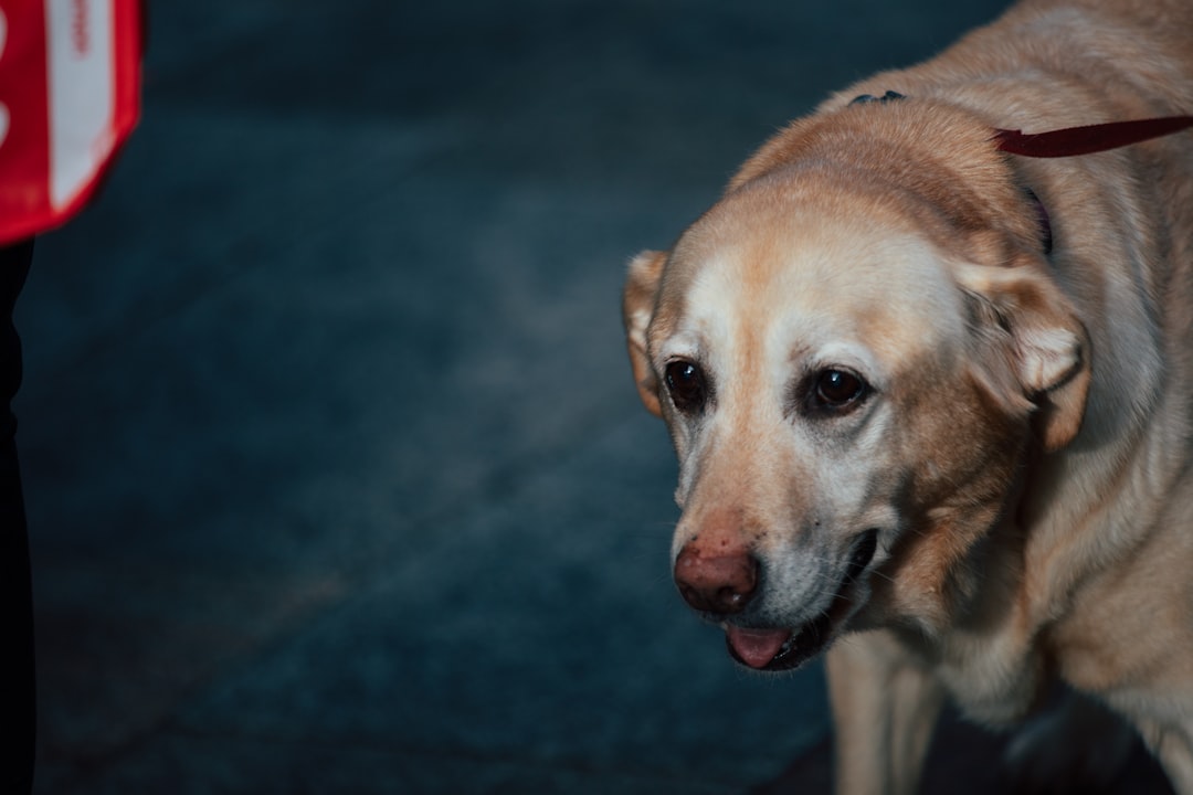Gabapentin for Arthritic Dogs: What to Expect