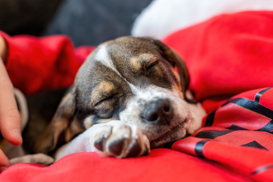 Gabapentin for IVDD Dogs: Dosing, Side Effects, What to Expect