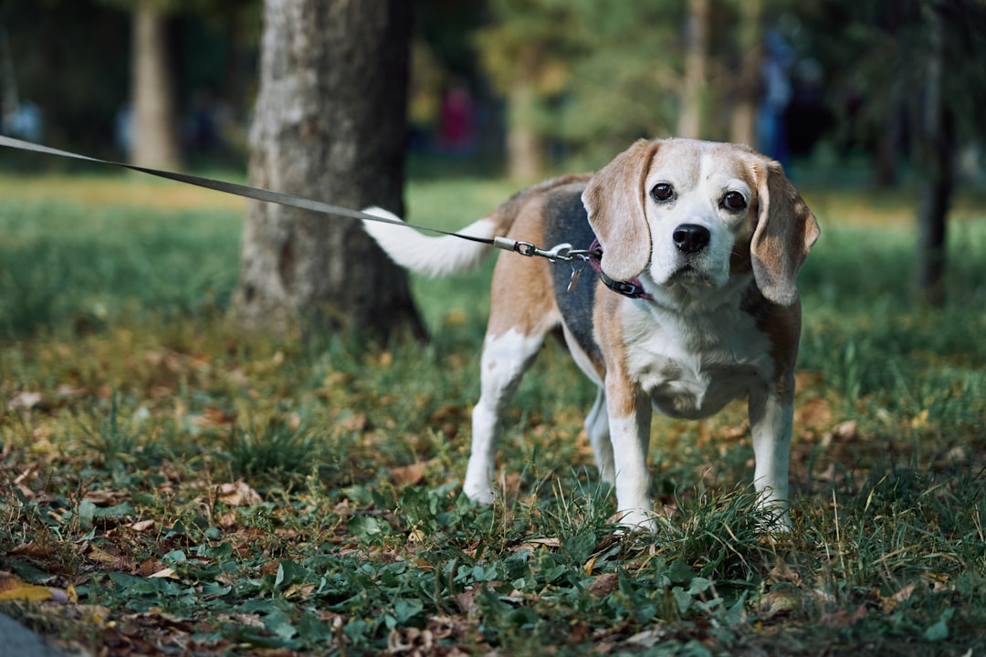 Green-Lipped Mussel for Dogs: What Research Shows