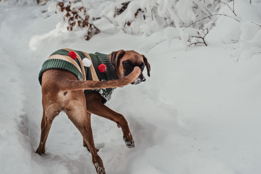 Grooming a DM Dog: Nails, Coat, Hygiene
