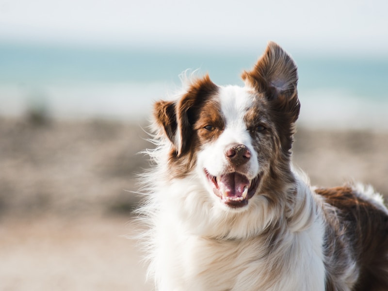 Home Care for Dogs with Hip Dysplasia: Comfort, Exercise, and Diet
