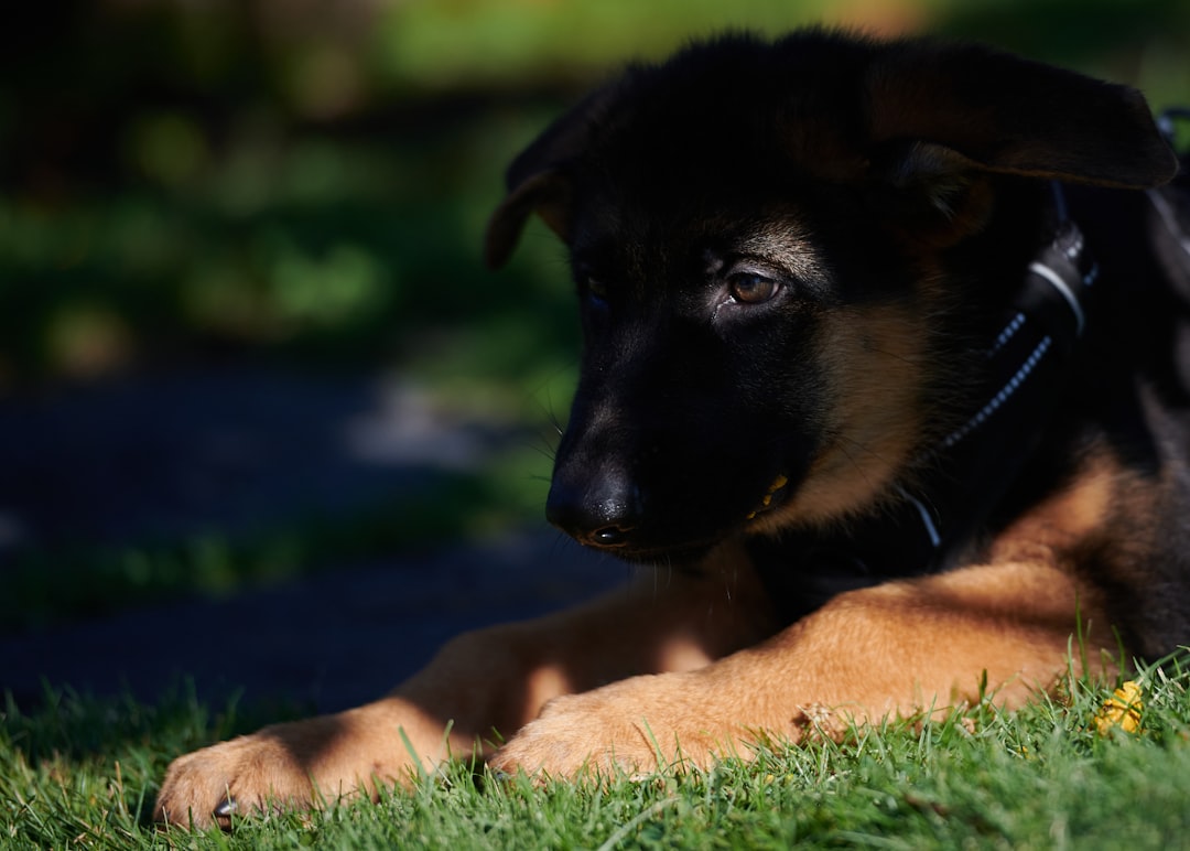 Hip Dysplasia in German Shepherds: Signs, Prevention, and Care