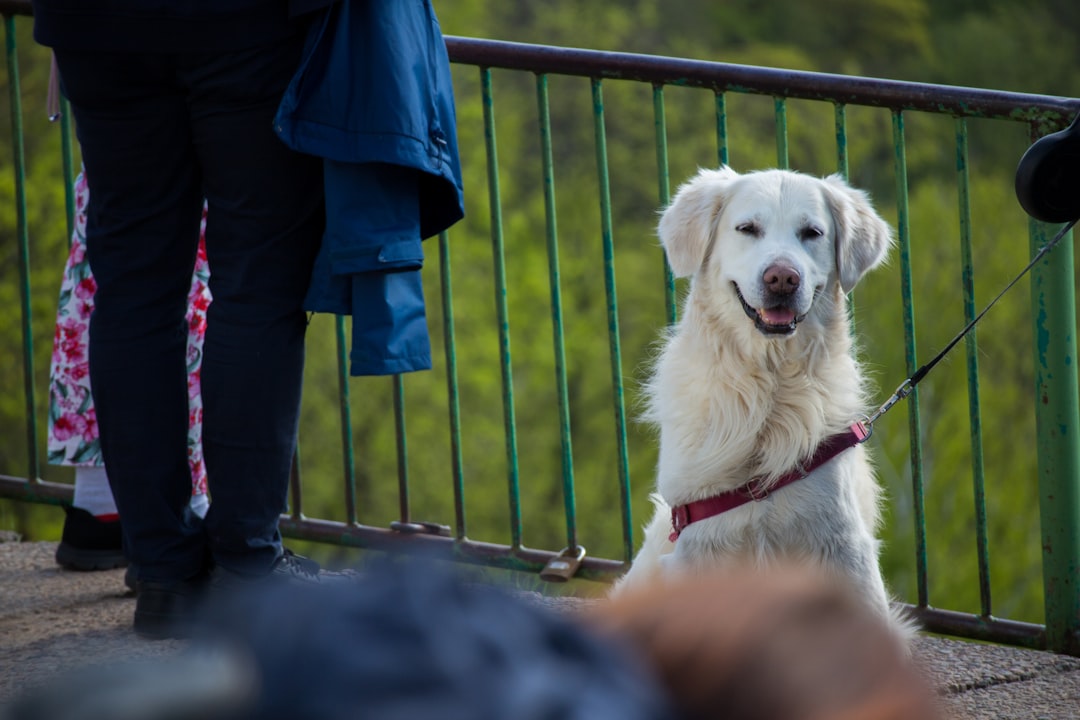 Hip Dysplasia in Golden Retrievers: Signs, Prevention, and Care