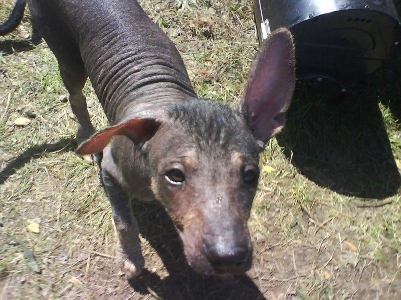 Home Setup for Arthritic Dogs: Comfort Mods That Help