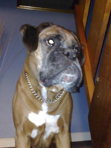 How Fast Does DM Progress in Dogs? Real Owner Timelines