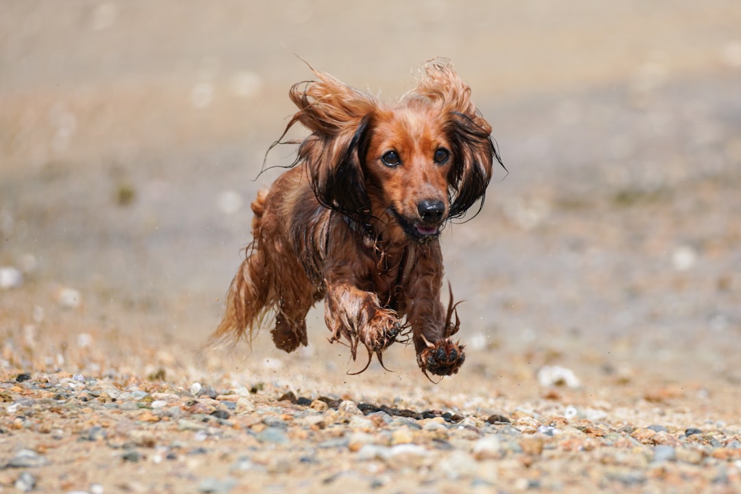 How Fast Does IVDD Progress in Dogs?