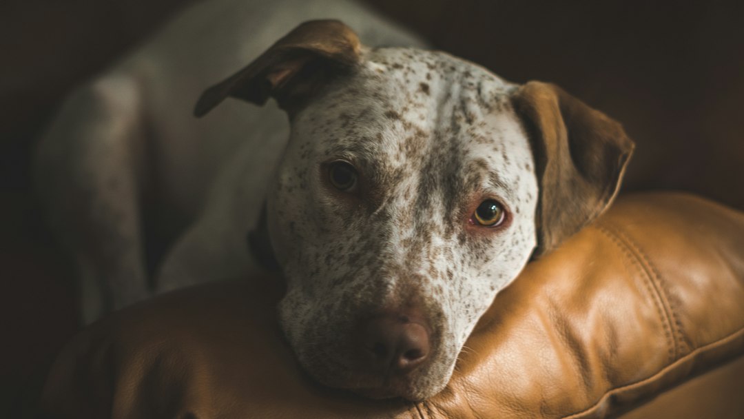 How Long Do Three-Legged Dogs Live?