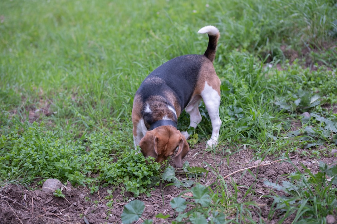 How Old Are Dogs When IVDD Strikes?