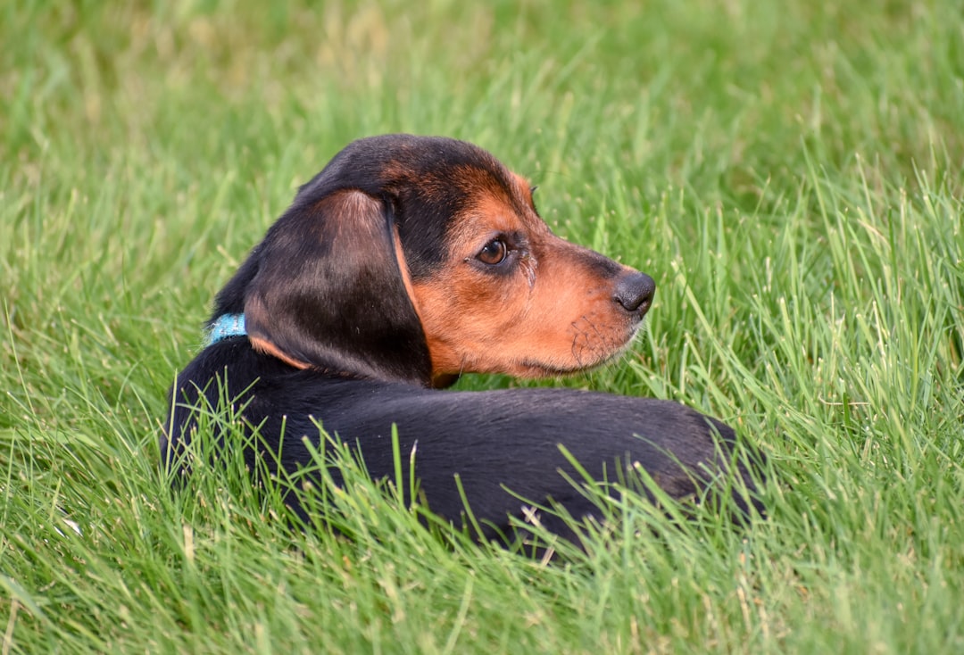 How to Cancel Pet Insurance Without Losing Continuity