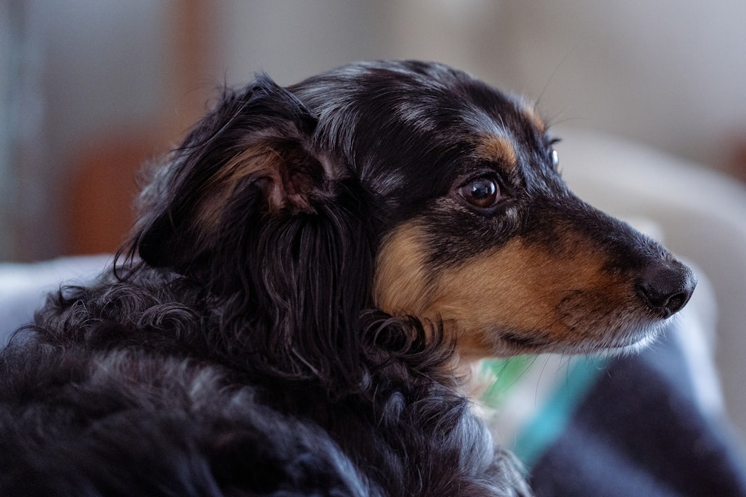 How to File a Pet Insurance Claim: Step-by-Step