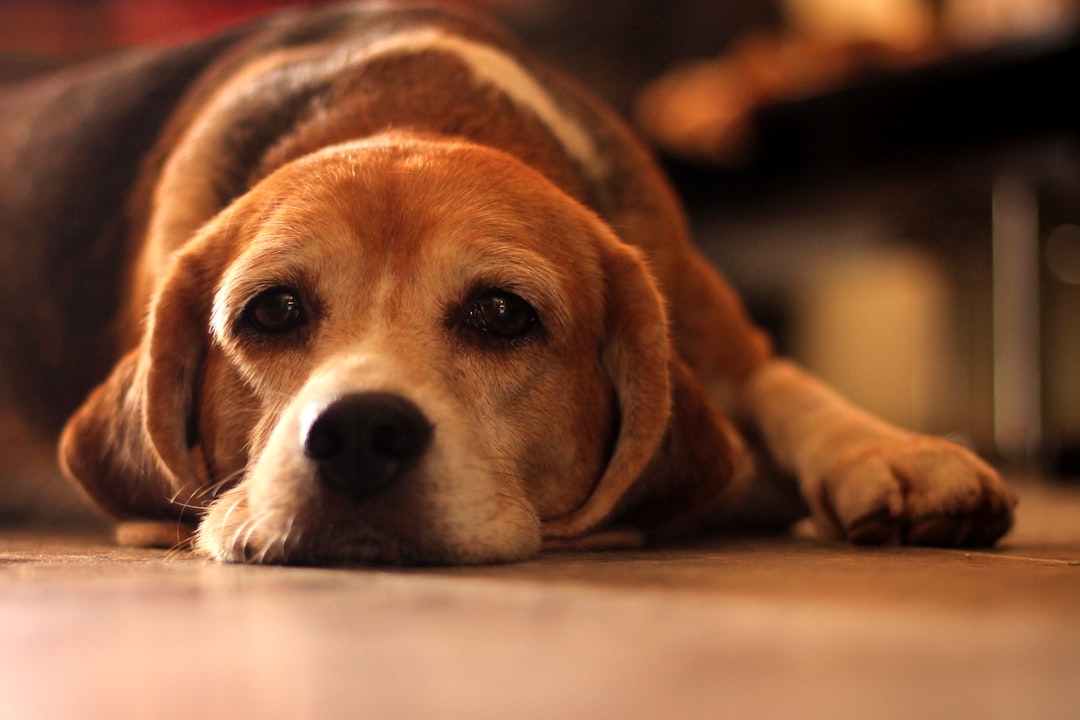 How to Prevent IVDD in Dogs