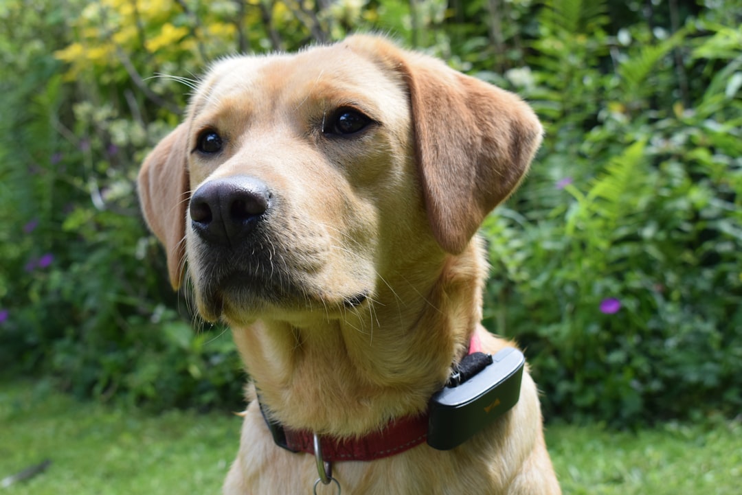How Vets Diagnose Arthritis in Dogs: X-Rays and Exams