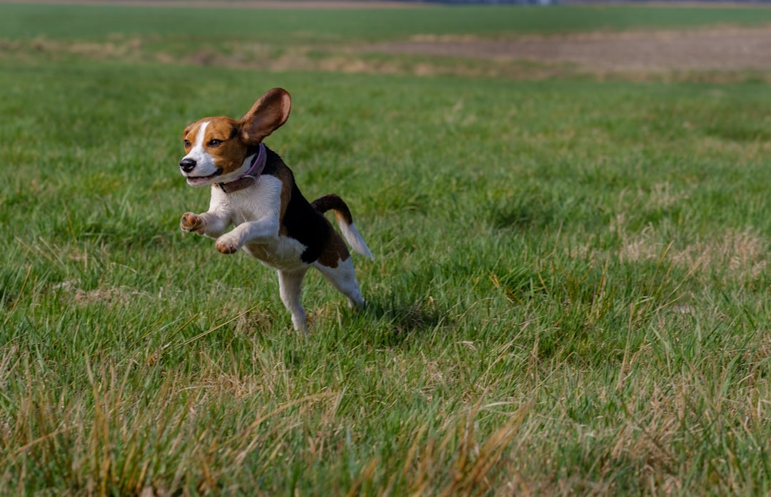 HSA and FSA Accounts for Pet Care: What Actually Qualifies
