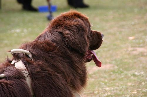 Hydrotherapy for Arthritic Dogs: What a Session Looks Like