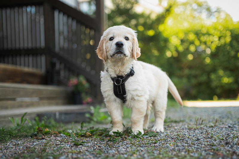 Hydrotherapy for Dogs With Hip Dysplasia