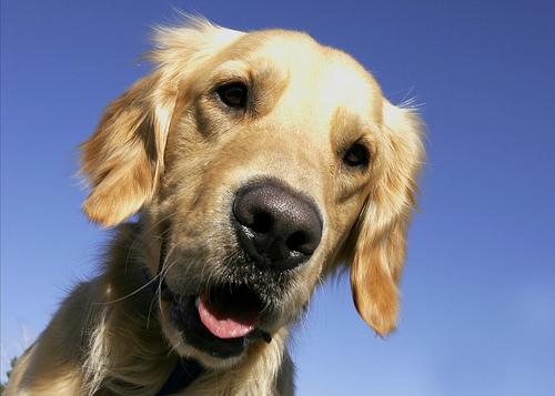 5 Signs Your Dog's Hip Dysplasia Is Getting Worse