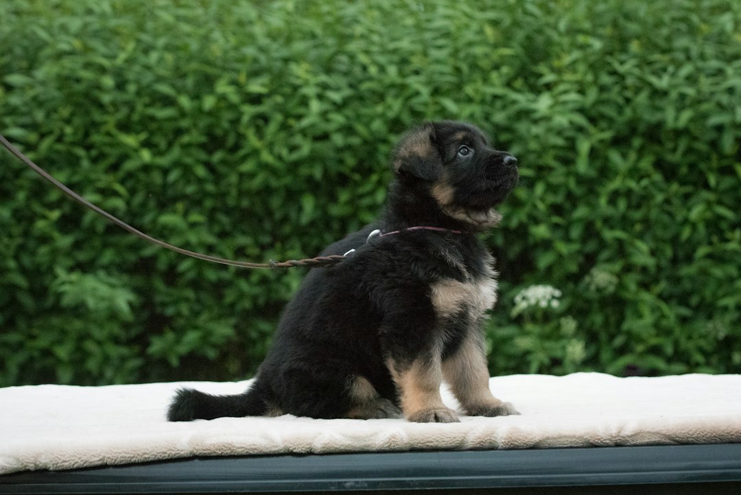 If You Have a SOD1 At-Risk Dog: What to Watch For and When