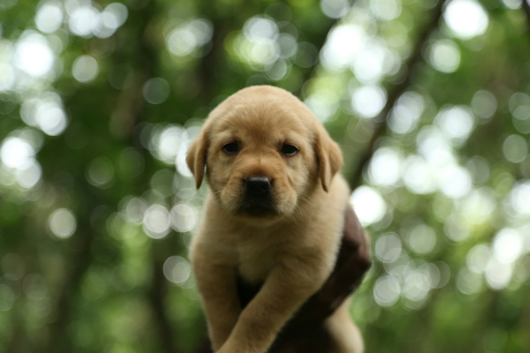 Is Hip Dysplasia Progressive in Every Dog?