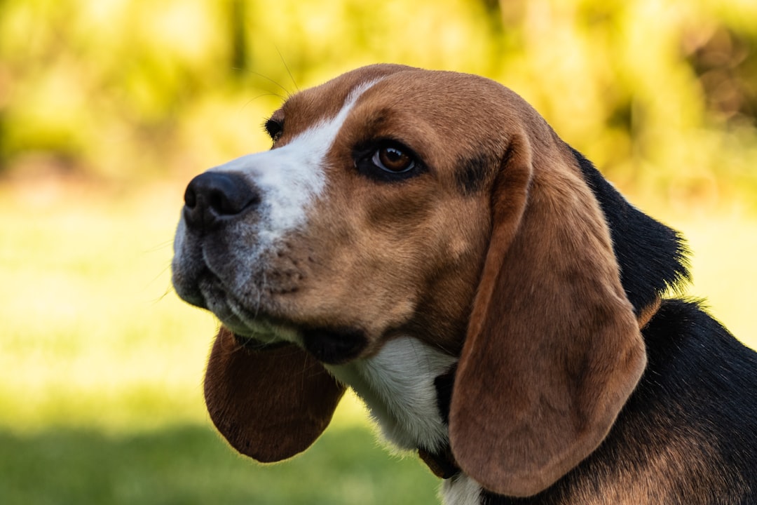 Is It Cruel to Keep a Paralyzed Dog Alive? An Honest Answer