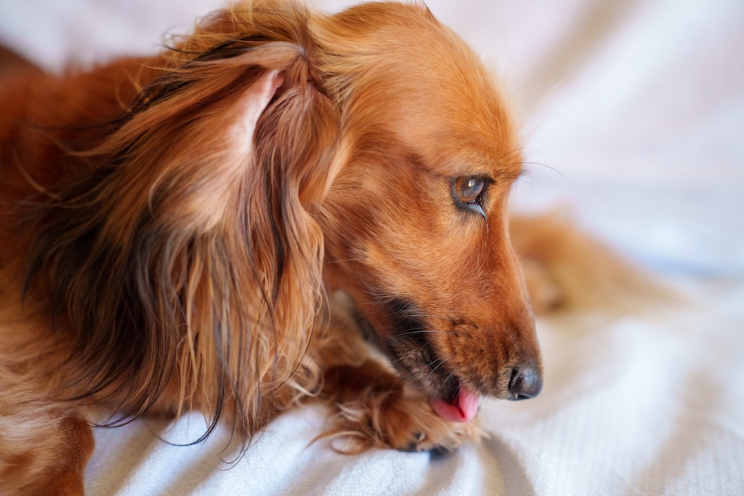 IVDD Caregiver Burnout Is Real: Coping With the Hard Weeks