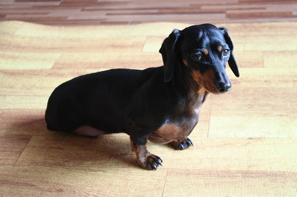 IVDD Crate Rest: How to Keep Your Dog Sane