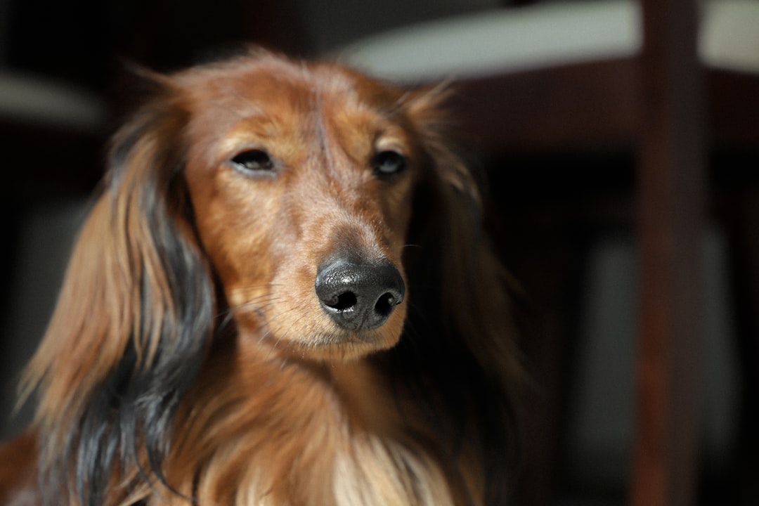 IVDD & DNA Testing Before You Breed or Buy a Puppy